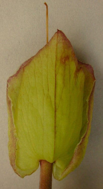 Vilucchiello delle siepi 16