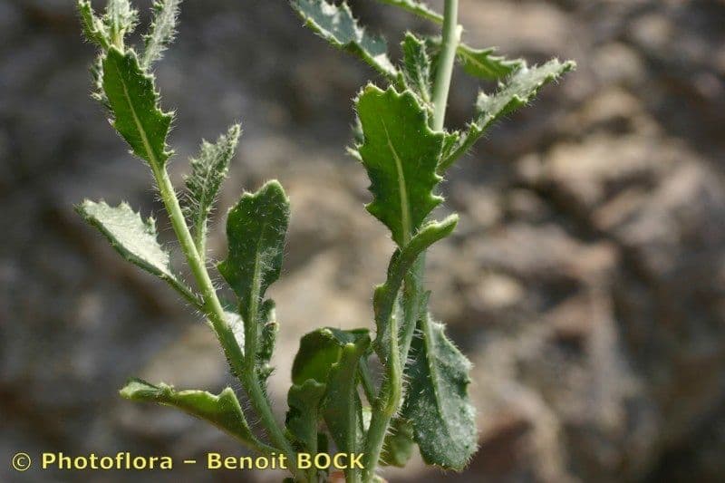 Diplotaxis harra 21