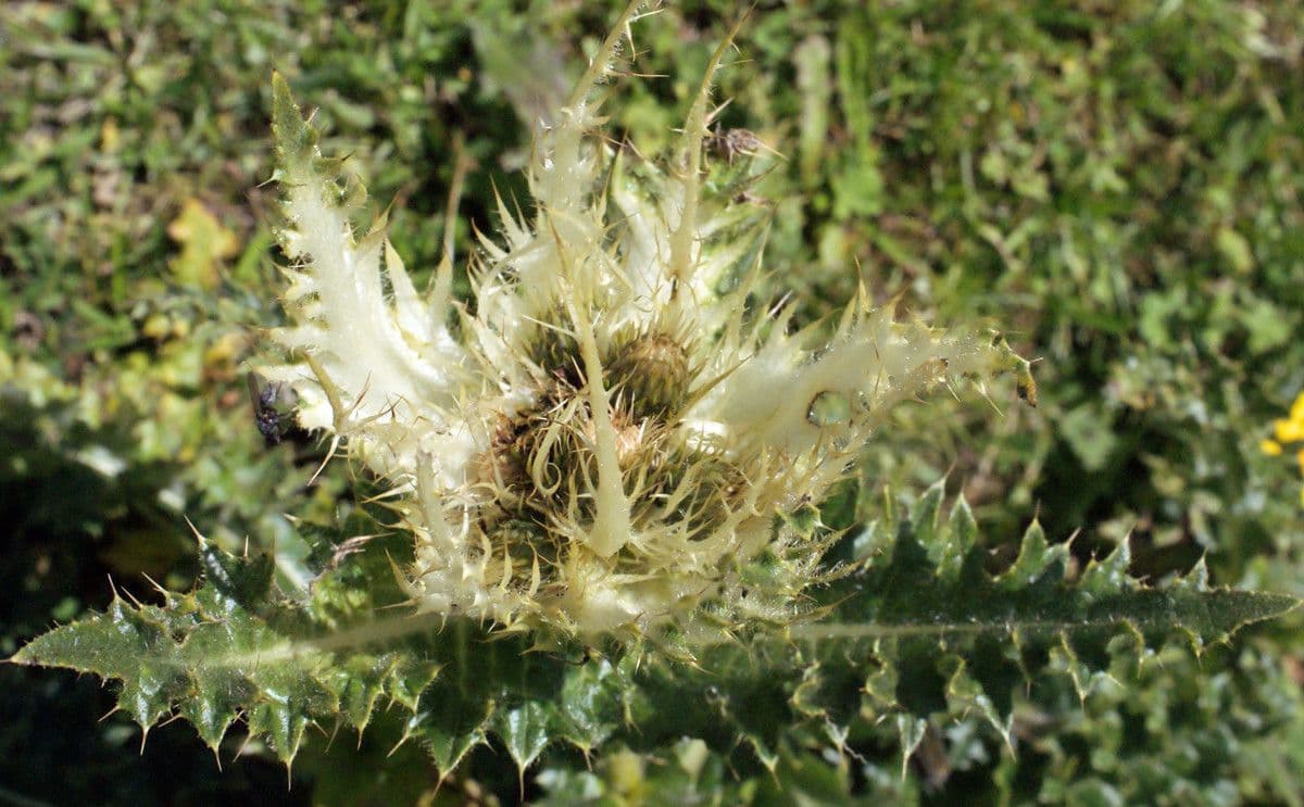 Cardo spinosissimo 4
