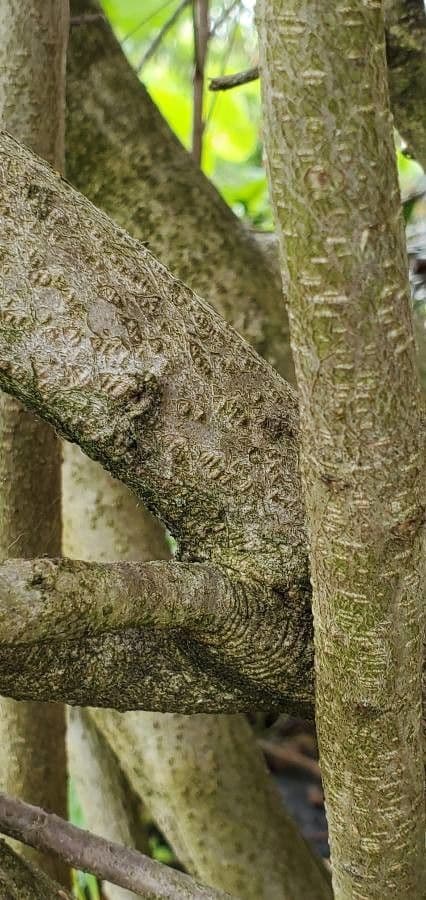 Ilex glabra 25