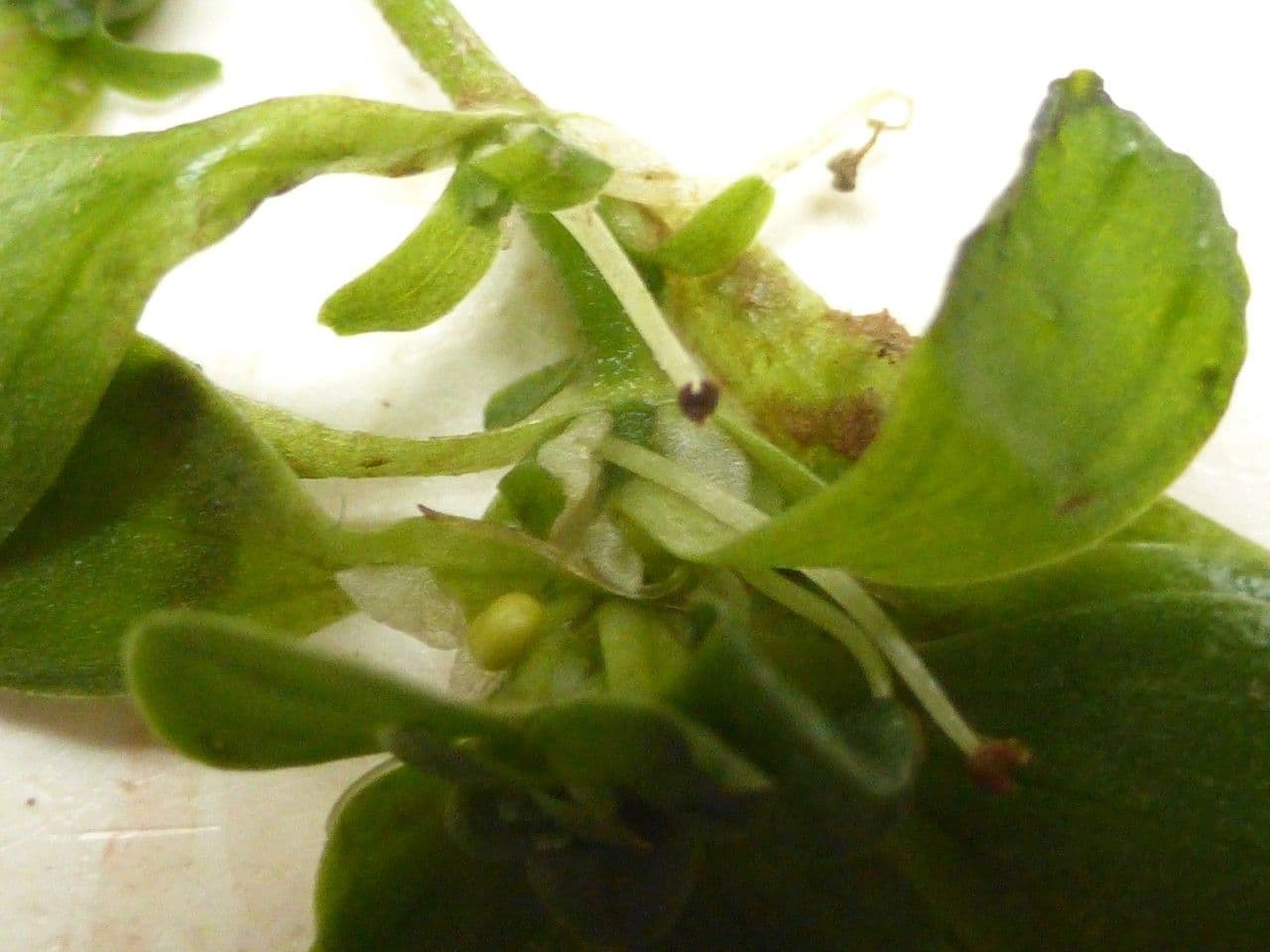 Callitriche brutia 6