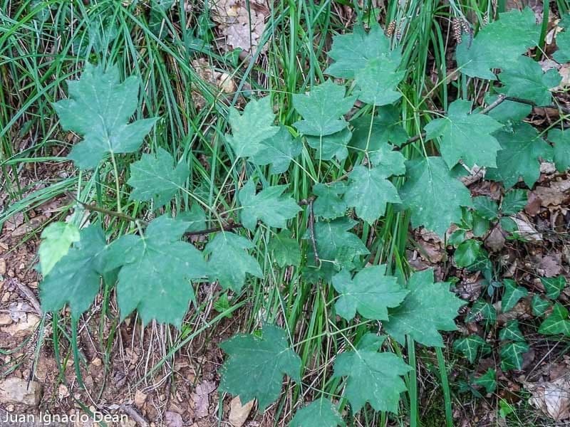 Jarabina brekyňová 10