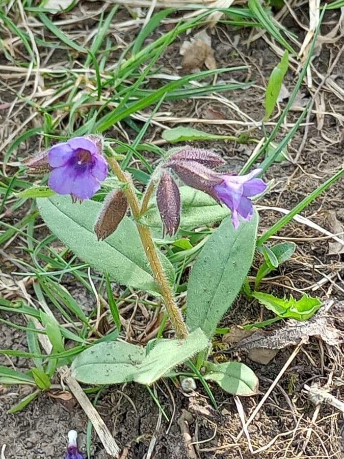 Polmonaria montana 7