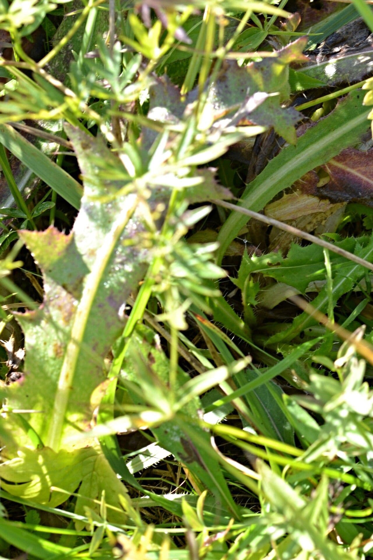 Graue Distel 10