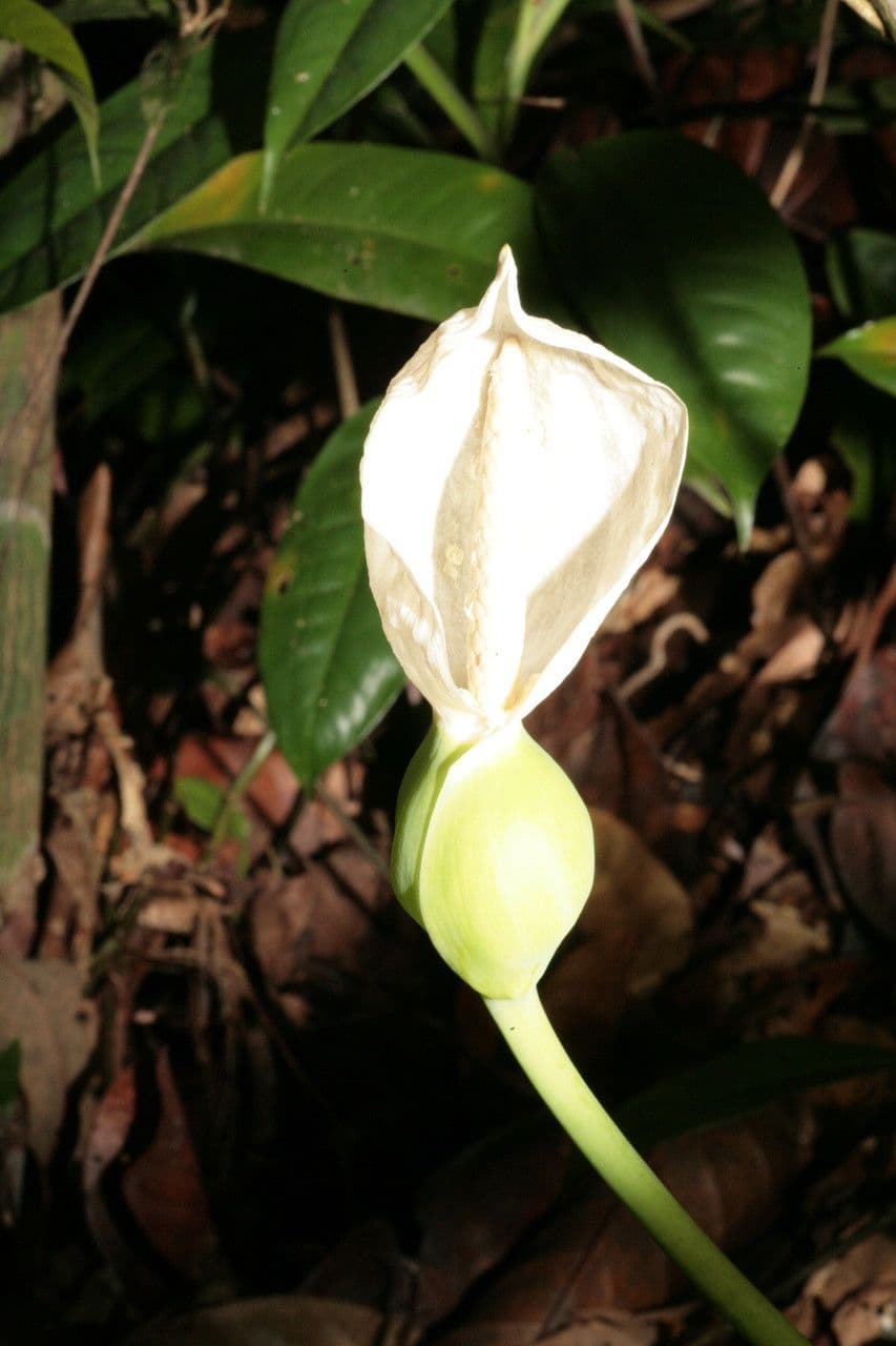 Filodendro 2
