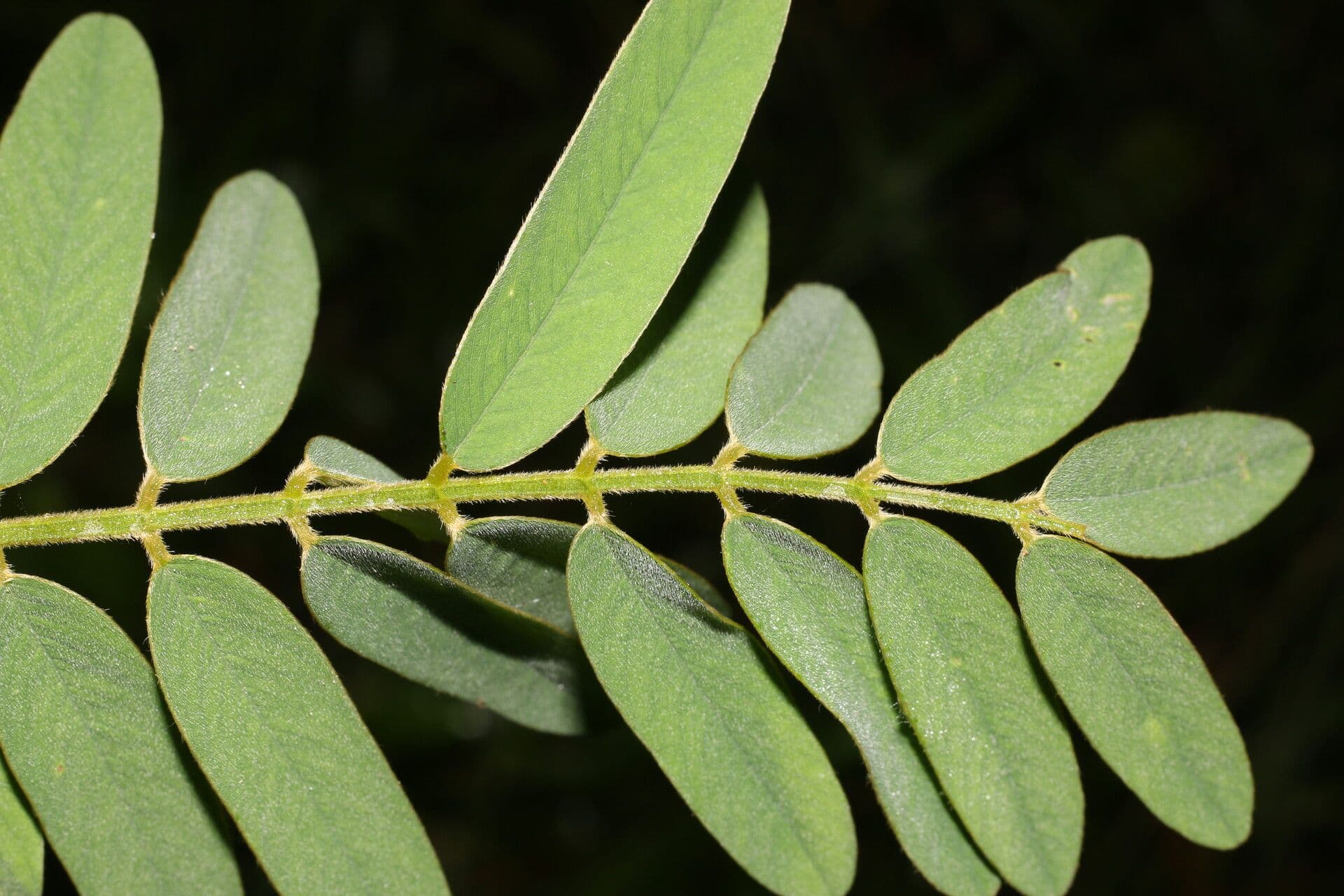 Tephrosia 6