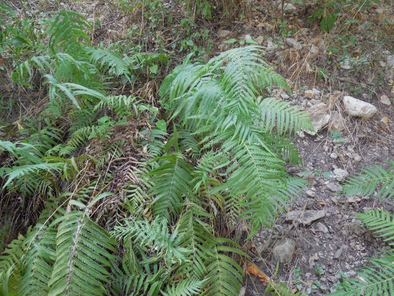 Thelypteris ovata 2