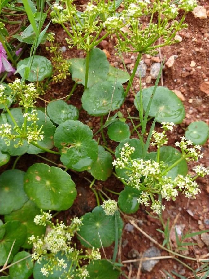 Hierba de San Guillermo 2