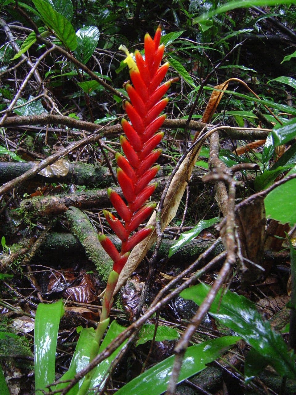 Vriesea 4