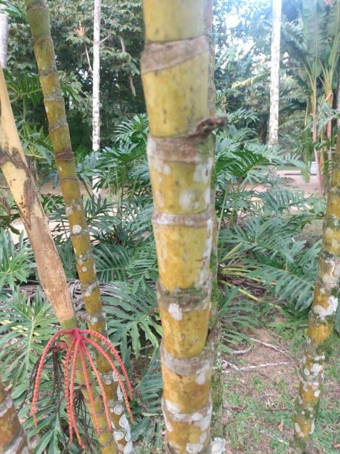 Areca 22