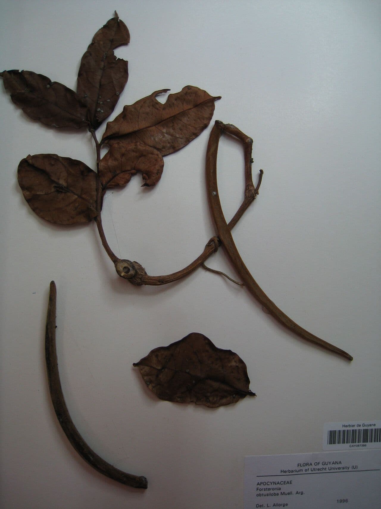 Forsteronia