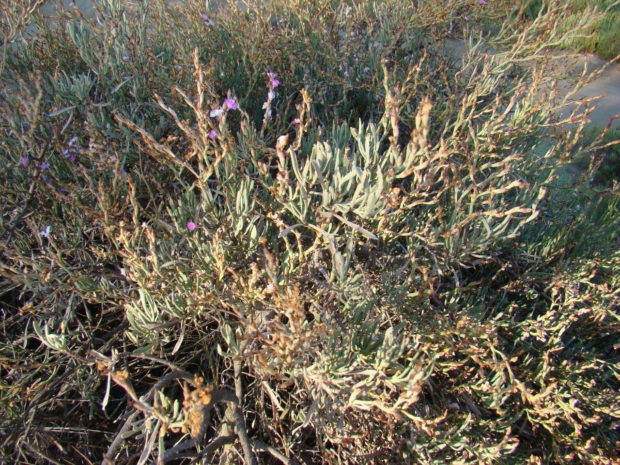 Limoniastrum monopetalum 11
