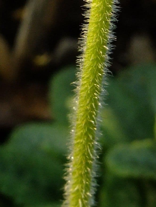 Primavera 25