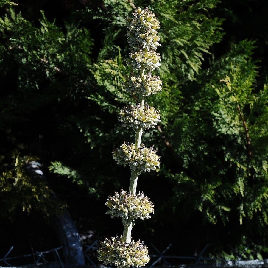 Salvia bianca 6