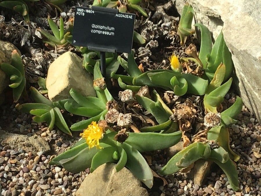 Glottiphyllum 2