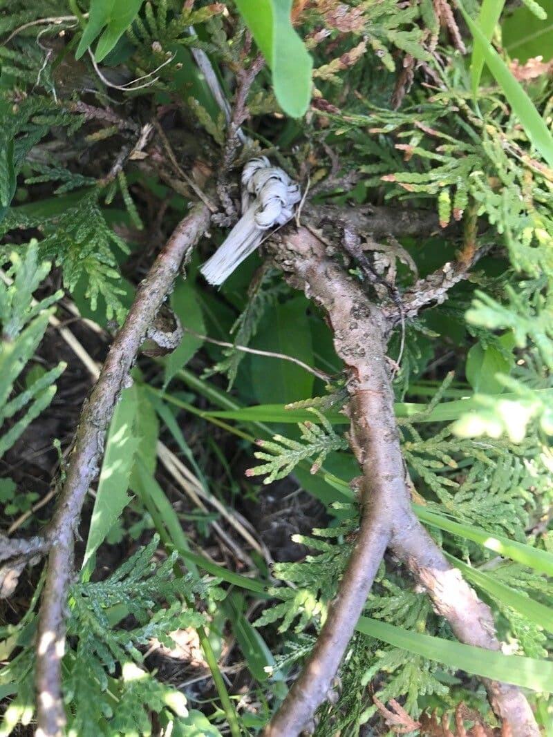 Thuja 16