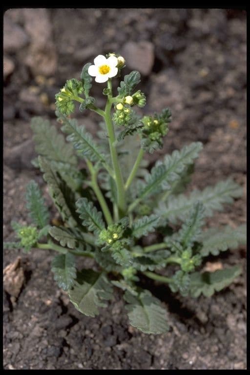 Fackelblume 7
