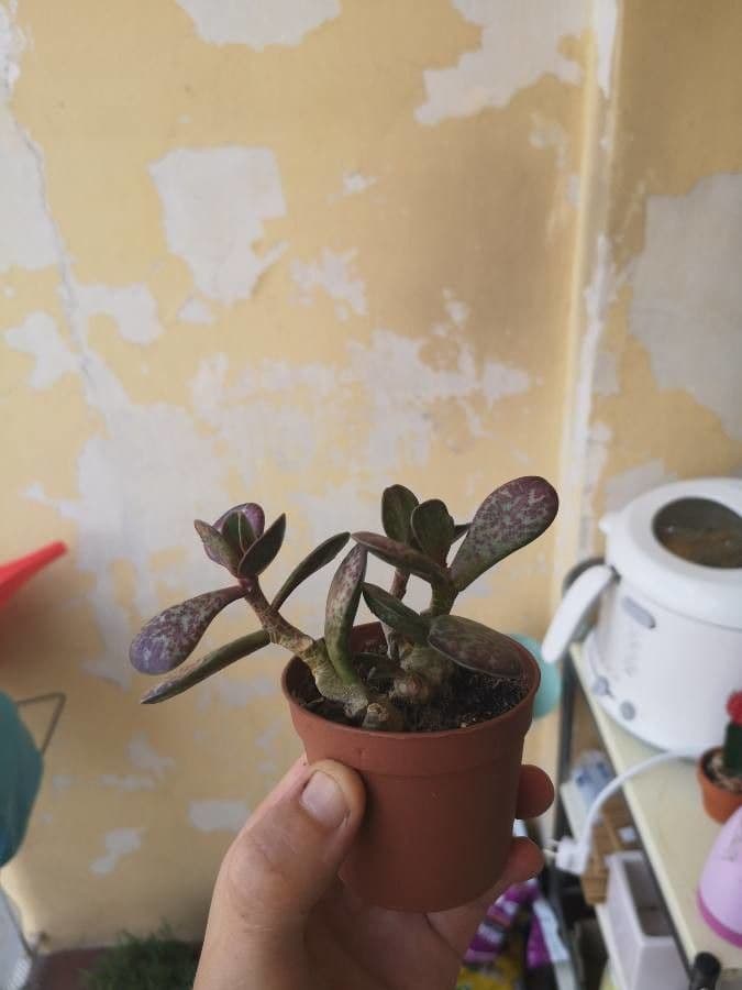 Adromischus 3