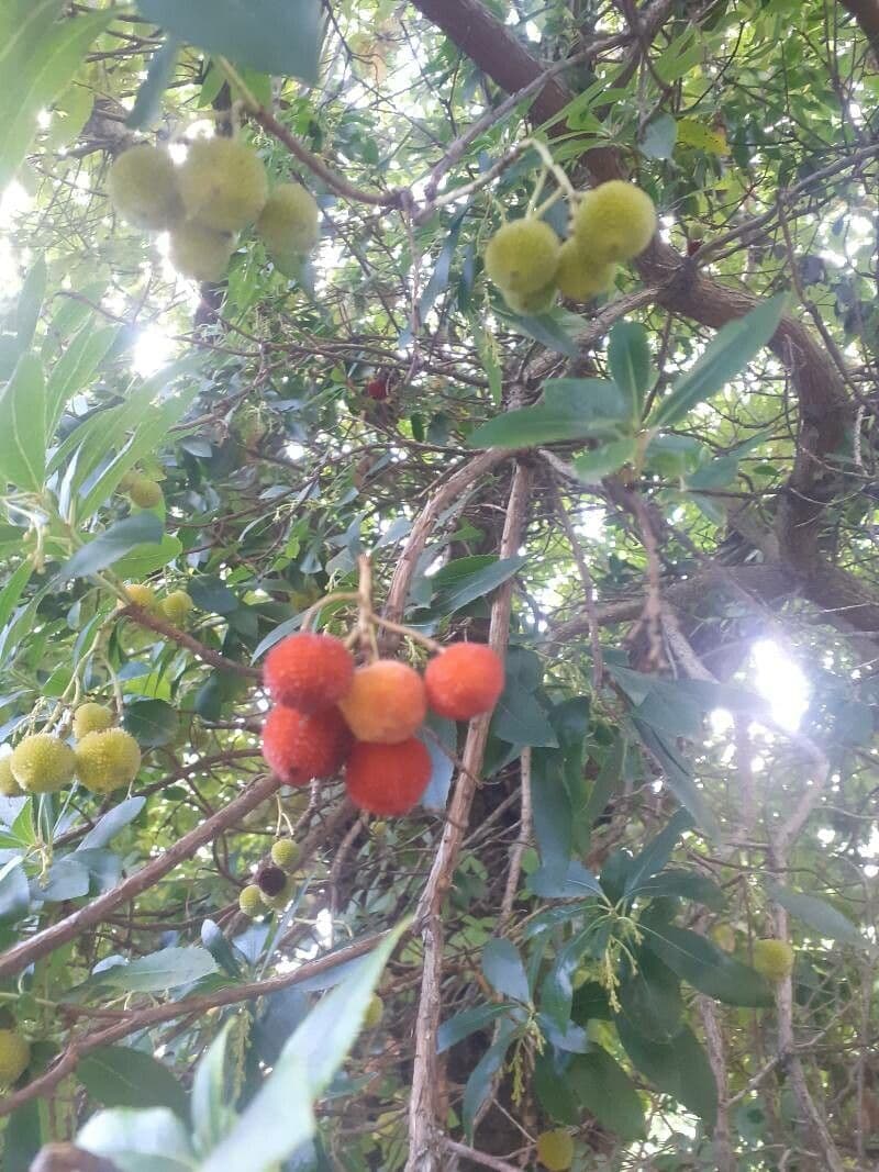 Sandbeere