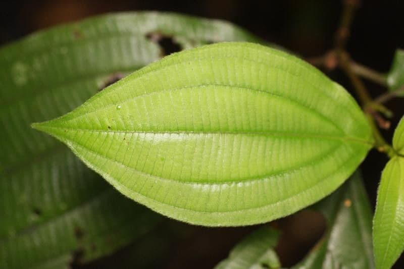 Miconia 3