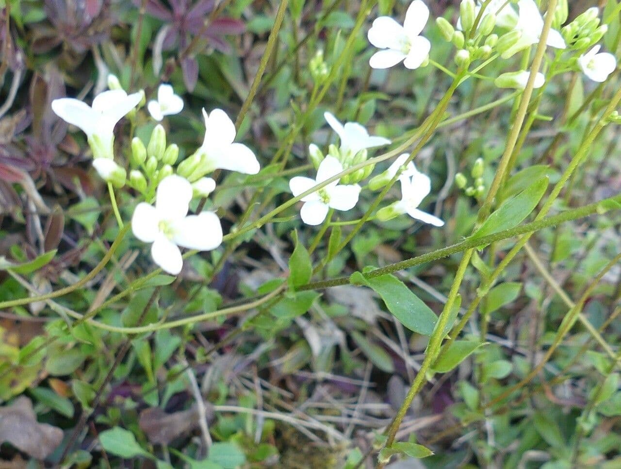 Arabis procurrens 5