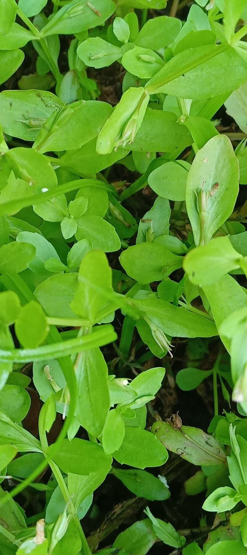 Lindernia 13