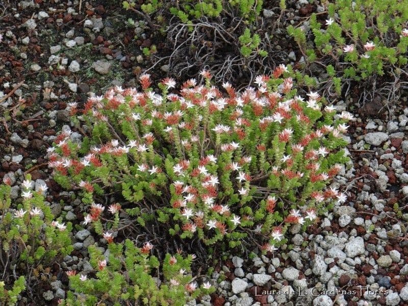 Sedum 7