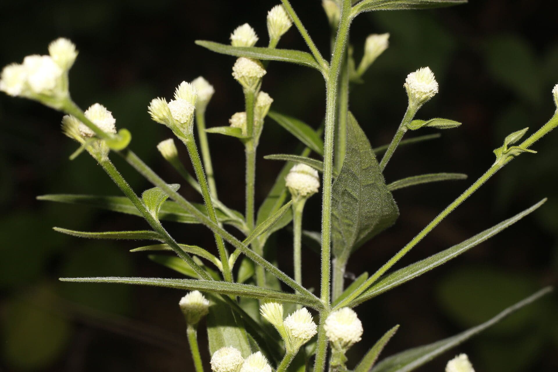 Isocarpha 4