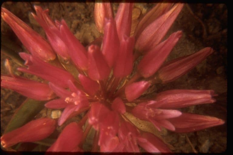 Allium falcifolium