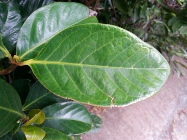 Cafeto 9
