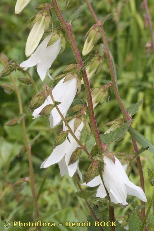 Campanula 21