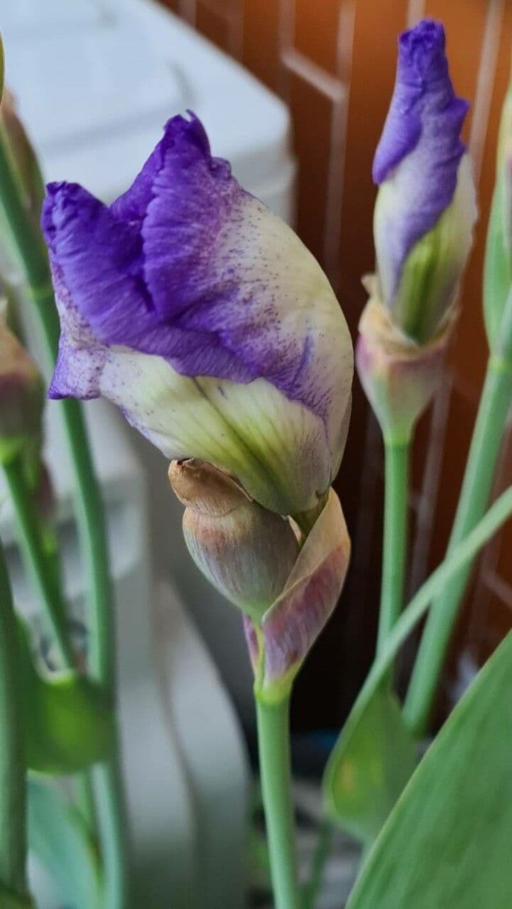 Iris 2