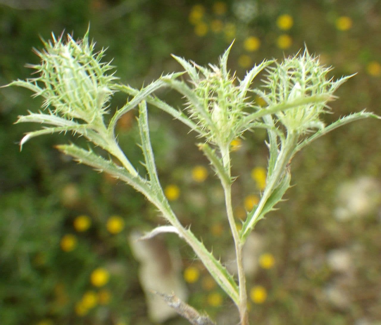 Atraktylis 6