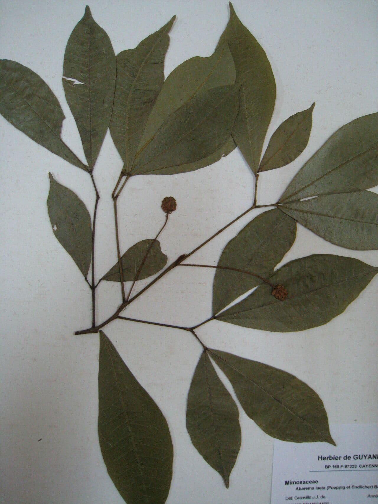 Jupunba 5