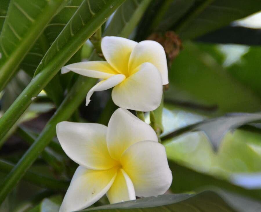 Algodoncillo blanco 9