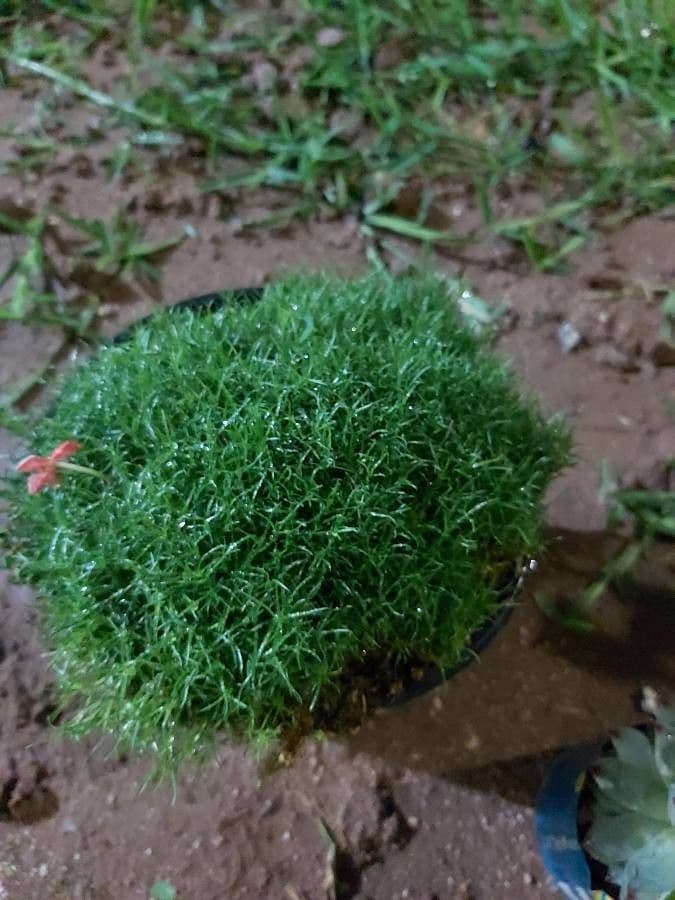 Sagina sdraiata 18