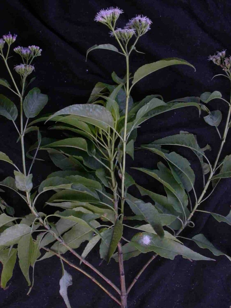 Acritopappus 3