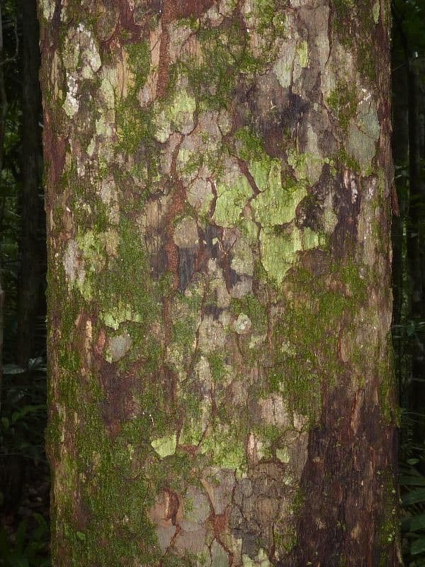 Pouteria venosa 3