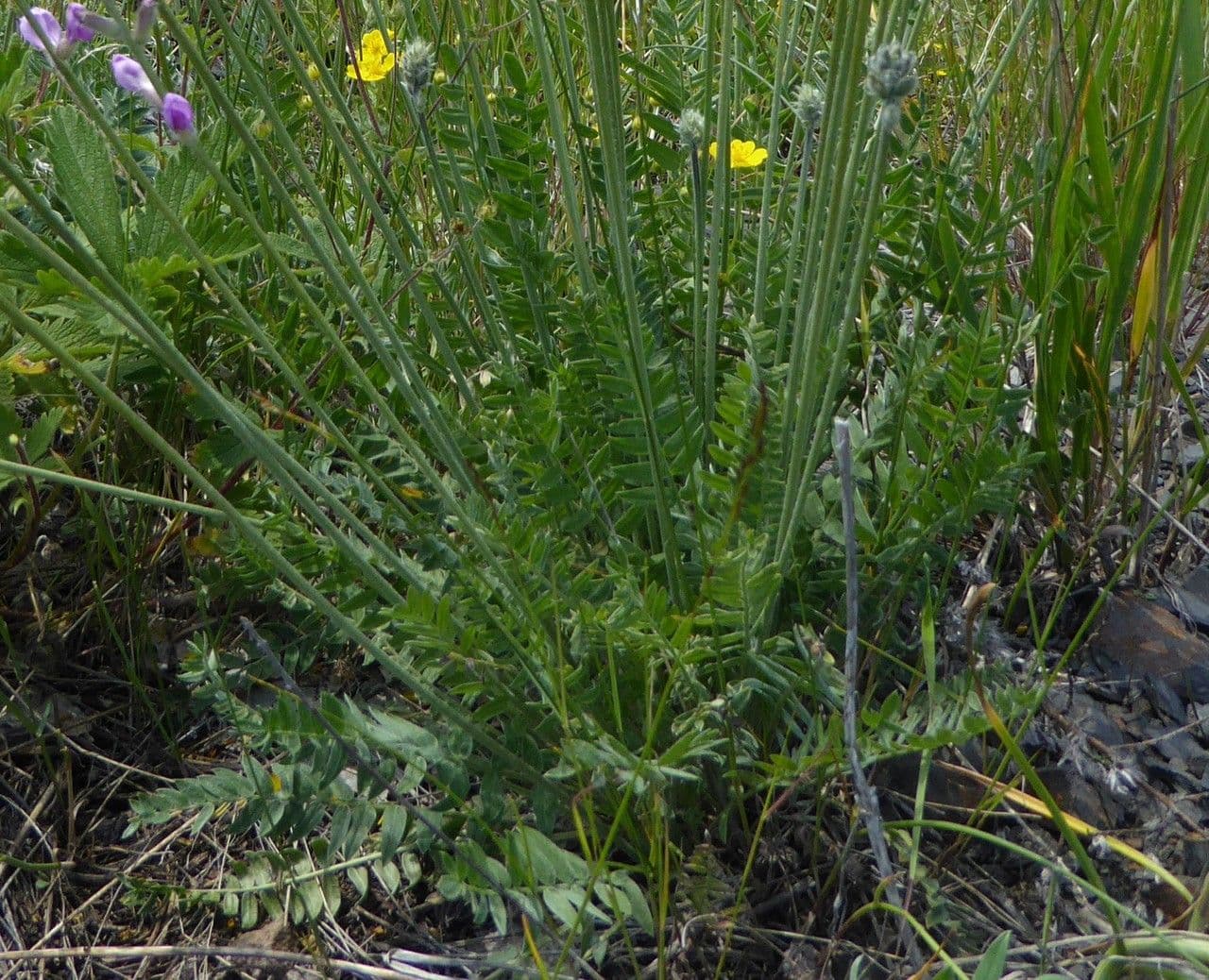 Oxytropis 4