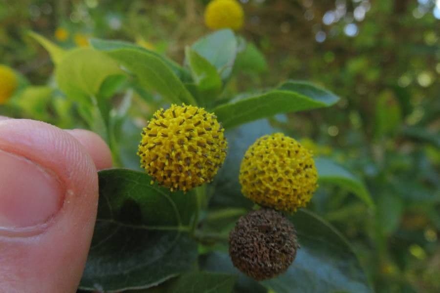 Podanthus 4