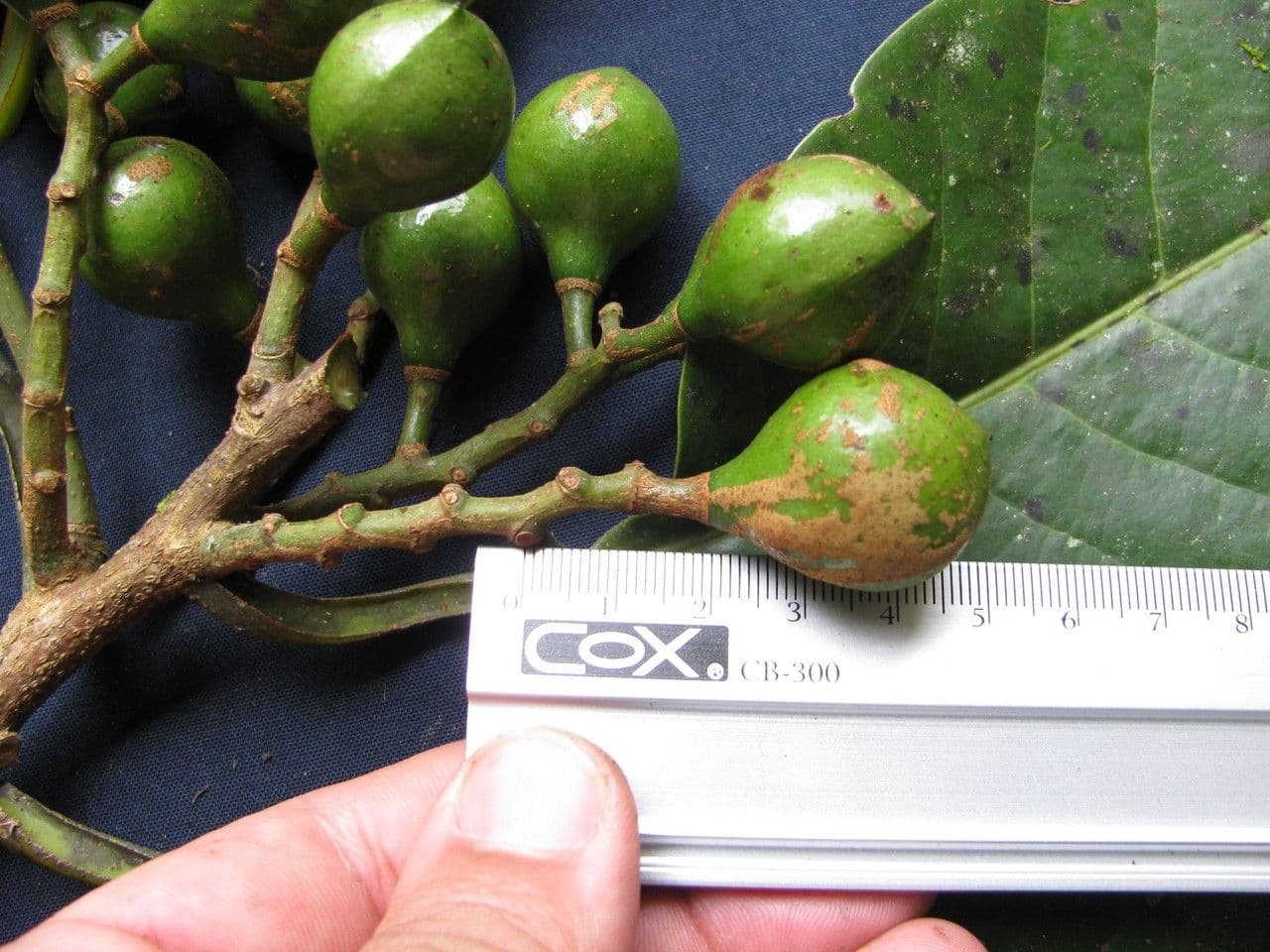 Otoba novogranatensis 5