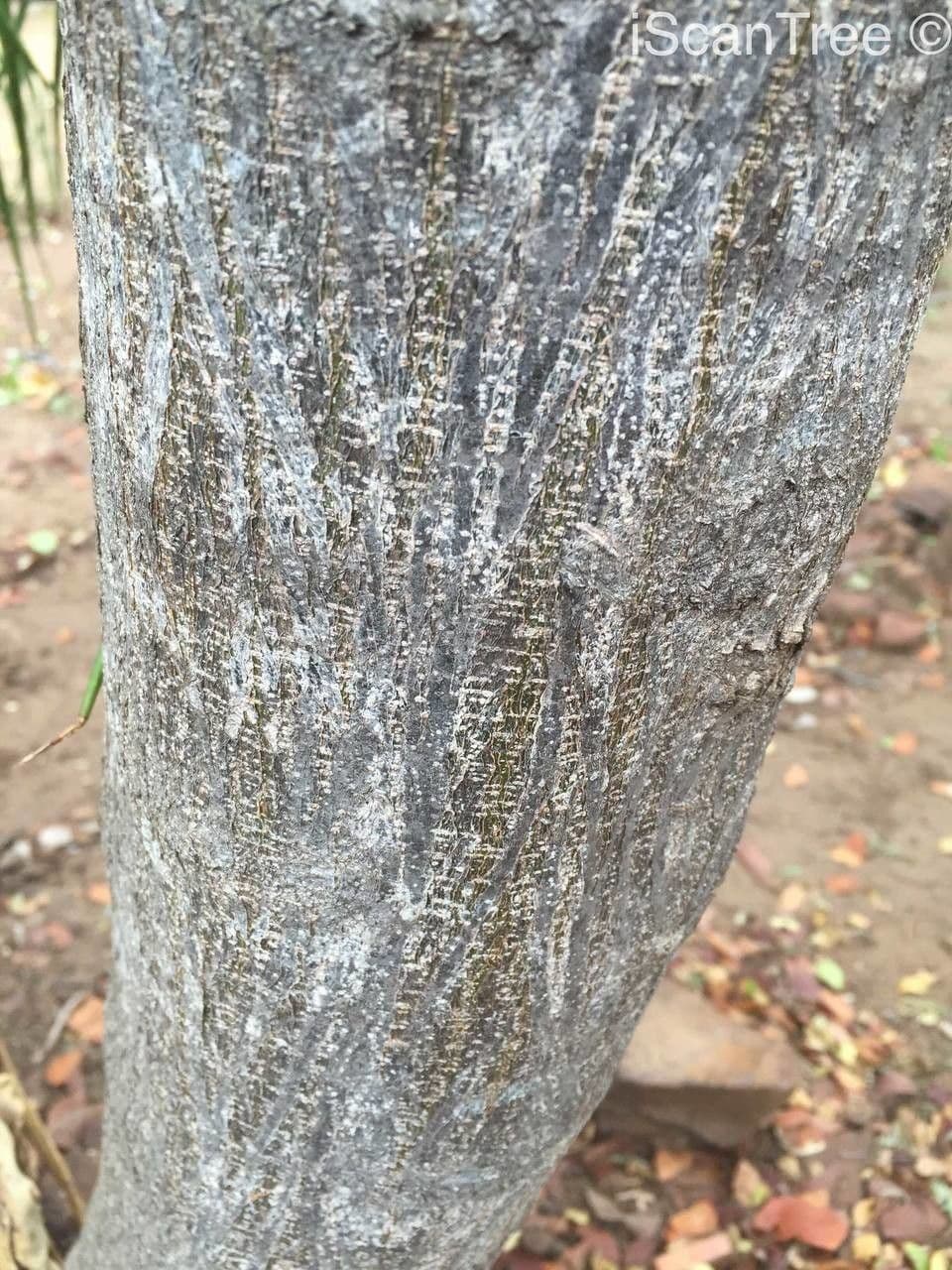 Albizia 16