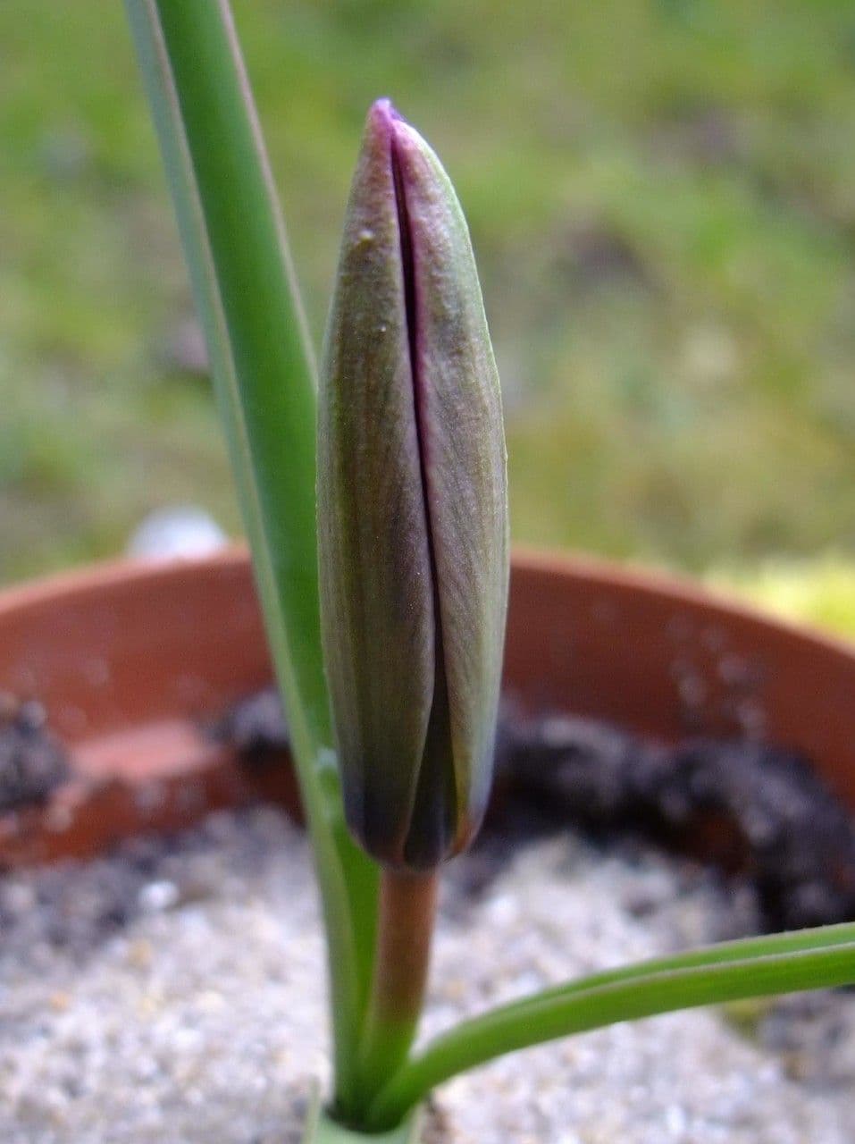 Tulipano 2