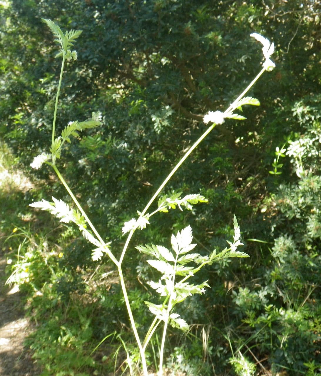 Succowia balearica 14