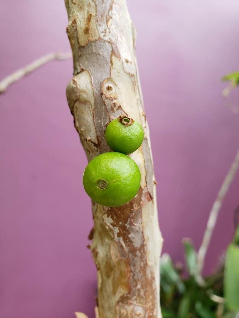 Jabuticaba 4