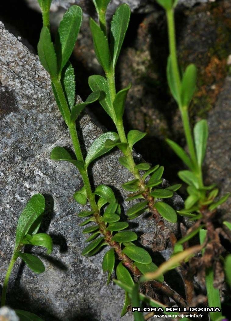 Rock speedwell 17