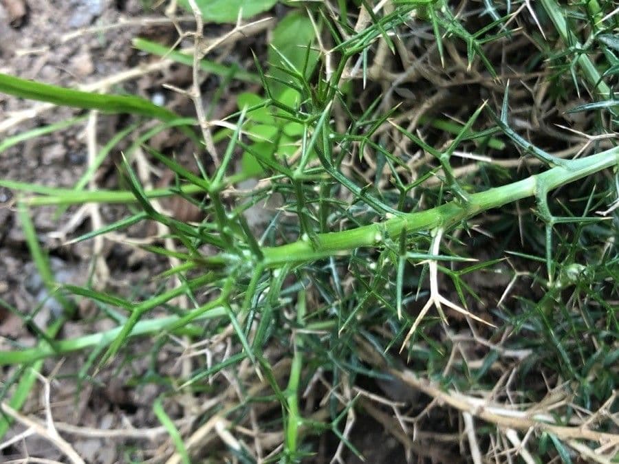 Distel von Mallorca