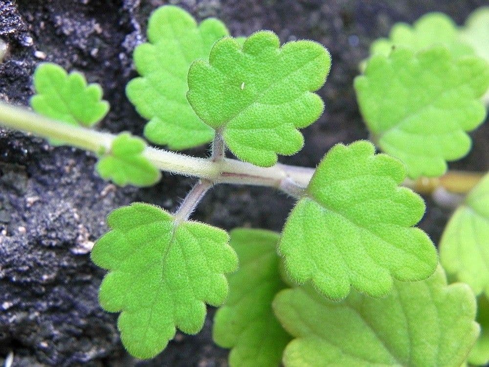 Coleus 10