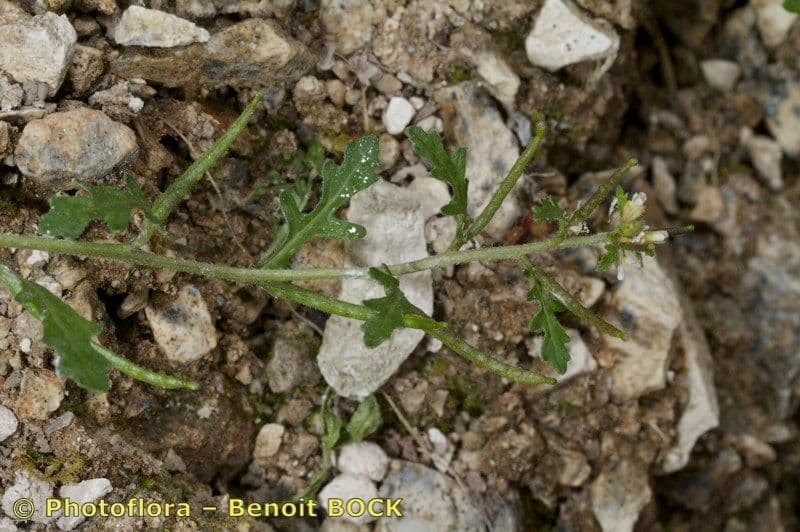 Erucastrum supinum 8