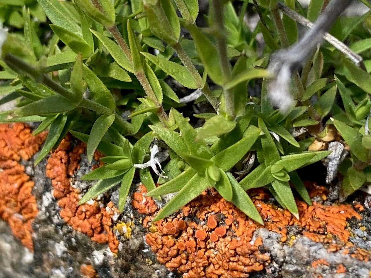 Minuartia 10